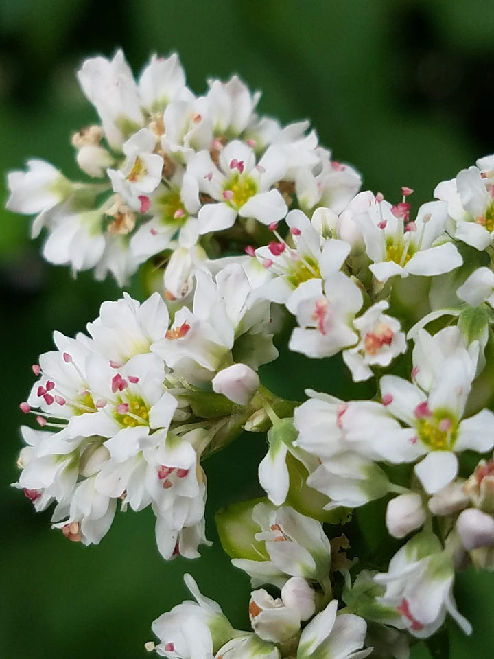 The Beauty of Buckwheat Plants